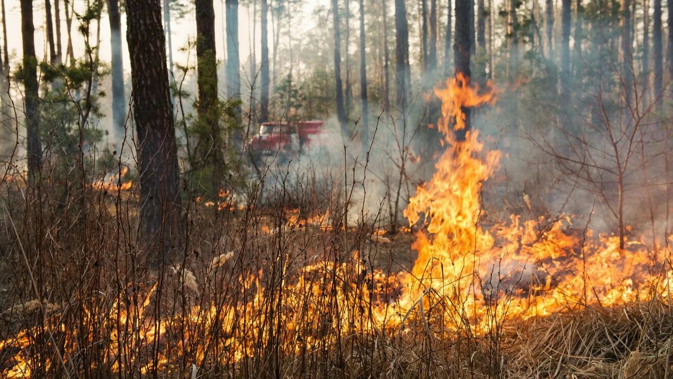 Хвойный пожар. Лесной пожар Сосновый. Горящий лес фото высокого разрешения. Шаблон горящего леса. Лесная просека горит.