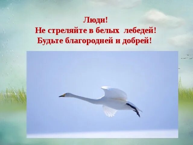 Не стреляйте люди в белых лебедей. Человек и природа, не стреляйте лебедей. Лозунги про птиц. Слоганы про птиц. Слоган птицы