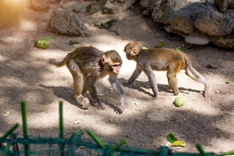 Look the monkeys are running