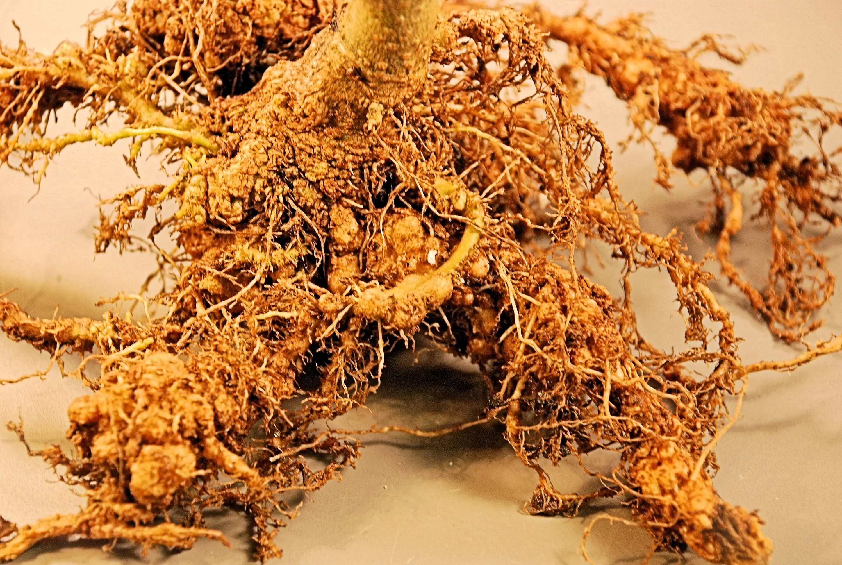 круглые черви 7 класс биология. черви caenorhabditis elegans. жизнь нематода. жизнь нематода. нематода caenorhabditis elegans.