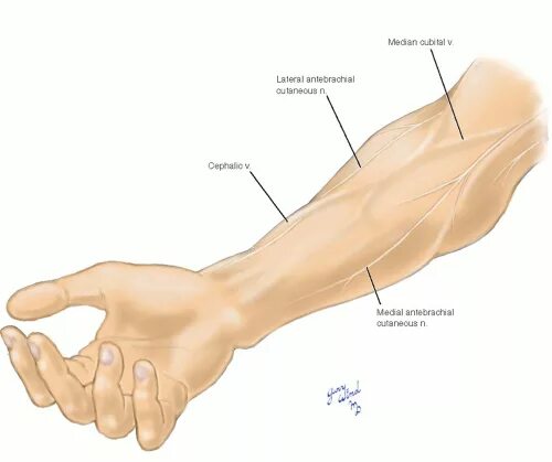 Рука и ее части. Рука в разрезе предплечье. Forearm компания производитель. Местоположение рук