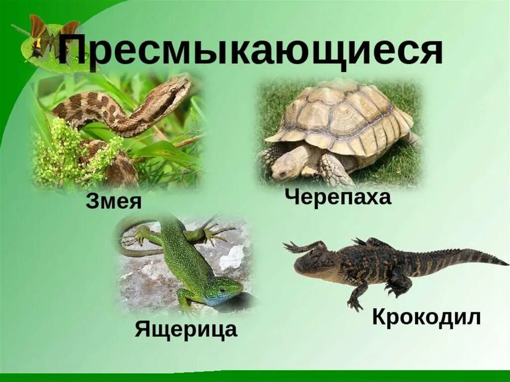 Змеи относятся к отряду черепахи чешуйчатые крокодилы. Пресмыкающиеся названия. Название пресмыкающихся животных. Пресмыкающееся для дошкольников. Рептилии названия.
