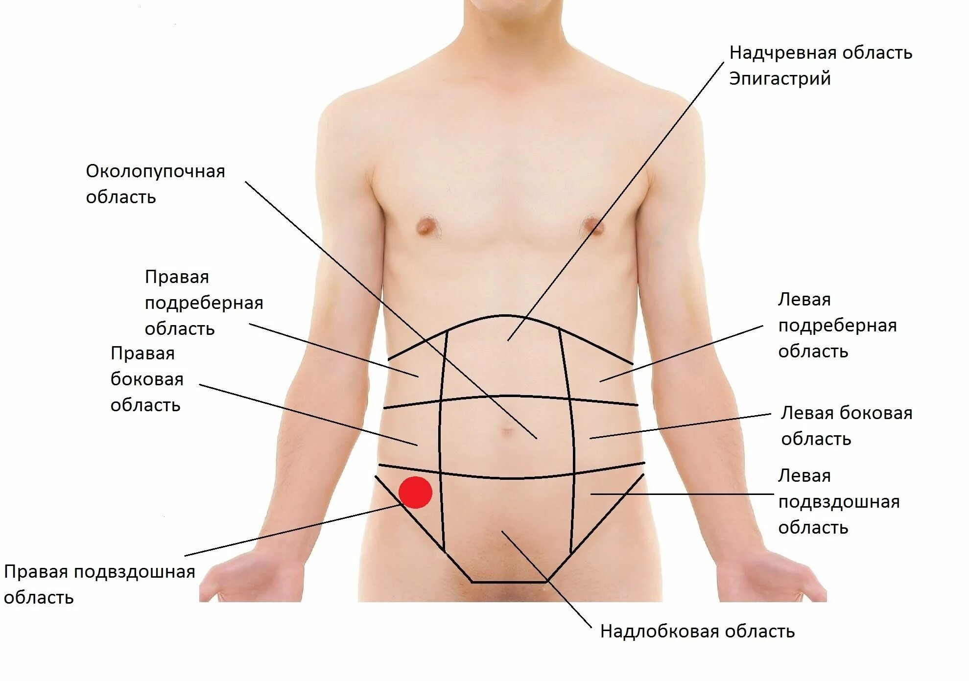 Эпигастральной (подложечной) области. Орган в левом боку снизу спереди. Что находится под левым ребром сбоку. Болит справа сбоку внизу. Живот снизу слева у мужчины