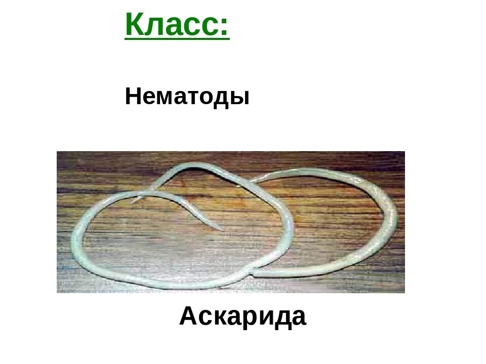 В каком органе обитает взрослая особь аскариды. Круглые черви класс нематоды. Класс нематоды аскарида. Класс нематоды (Nematoda).