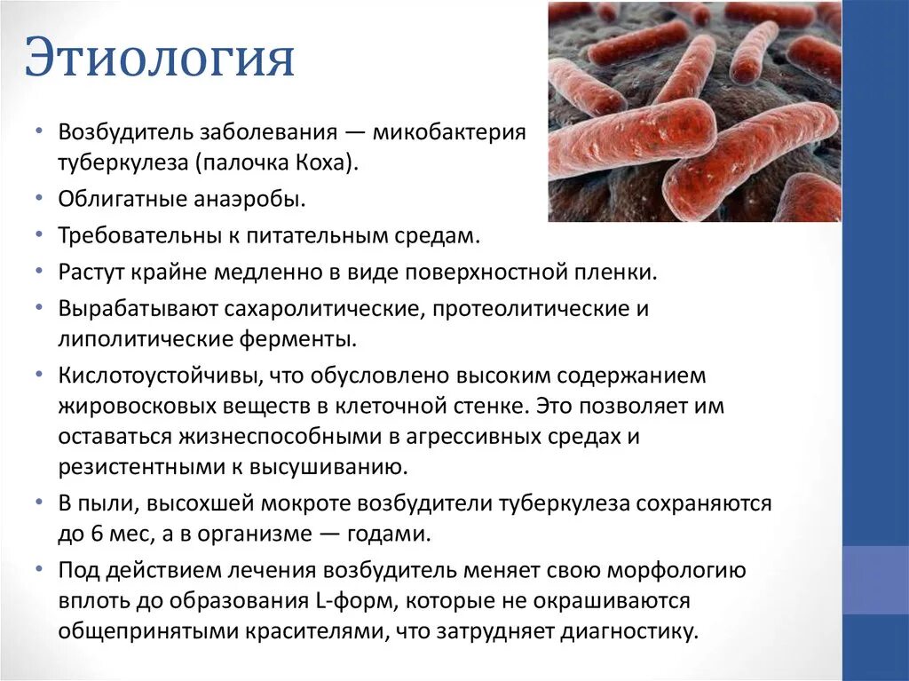 Палочка коха паразит или нет