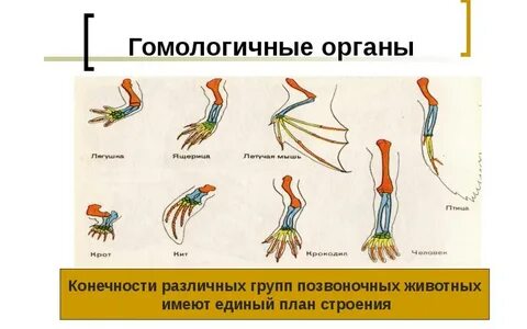 Конечности животных как называется