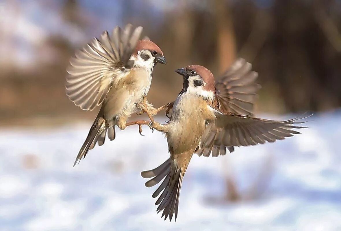 влюбленные птицы. уточки мандаринки. обыкновенная горлица самец. утка мандаринка самец. птицы в паре.