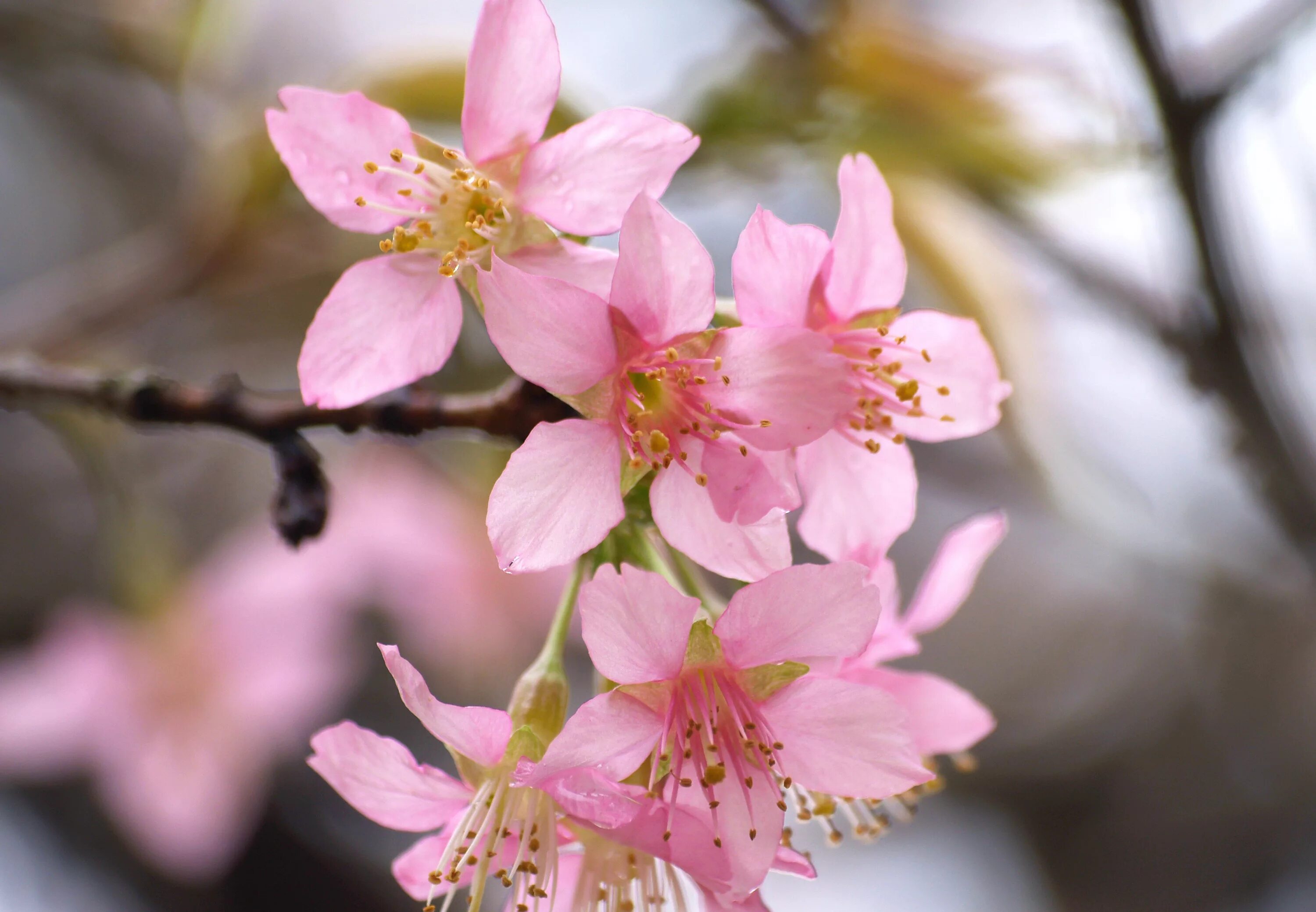 Blossom цветы. Черри блоссом цветок. Цветение Сакуры цветы. Сакура цветение растения. Вечноцветущая Сакура растение.