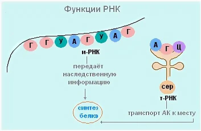 Матричная цепь РНК функции. РНК передает информацию. Информационная или матричная РНК это в биологии. Структурная организация зрелой ИРНК.