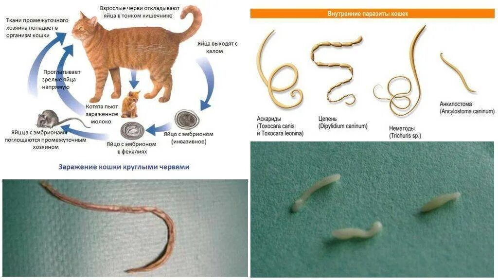 Откуда берутся черви. Кошачьи глисты анкилостома. Гельминты у кошек черви. Цестодозы гельминты у кошек. Ленточные и круглые черви у кошек.