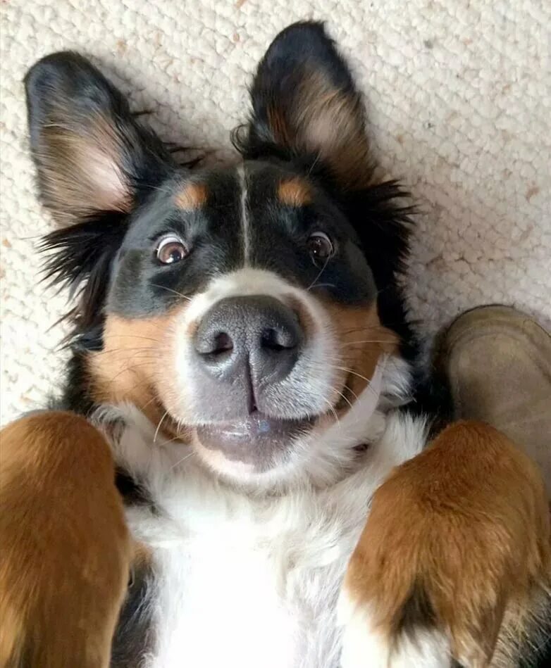 Смешная морда. Смешная морда. Elke vogelsang собаки. Чихуахуа. Смешные собачки.