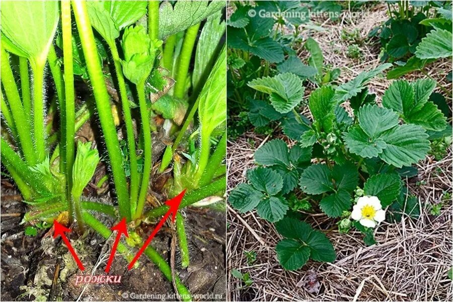 Женские усы клубники. Как отличить клубнику от земляники. Усы клубники. Как различать клубнику. Мужские кусты клубники.