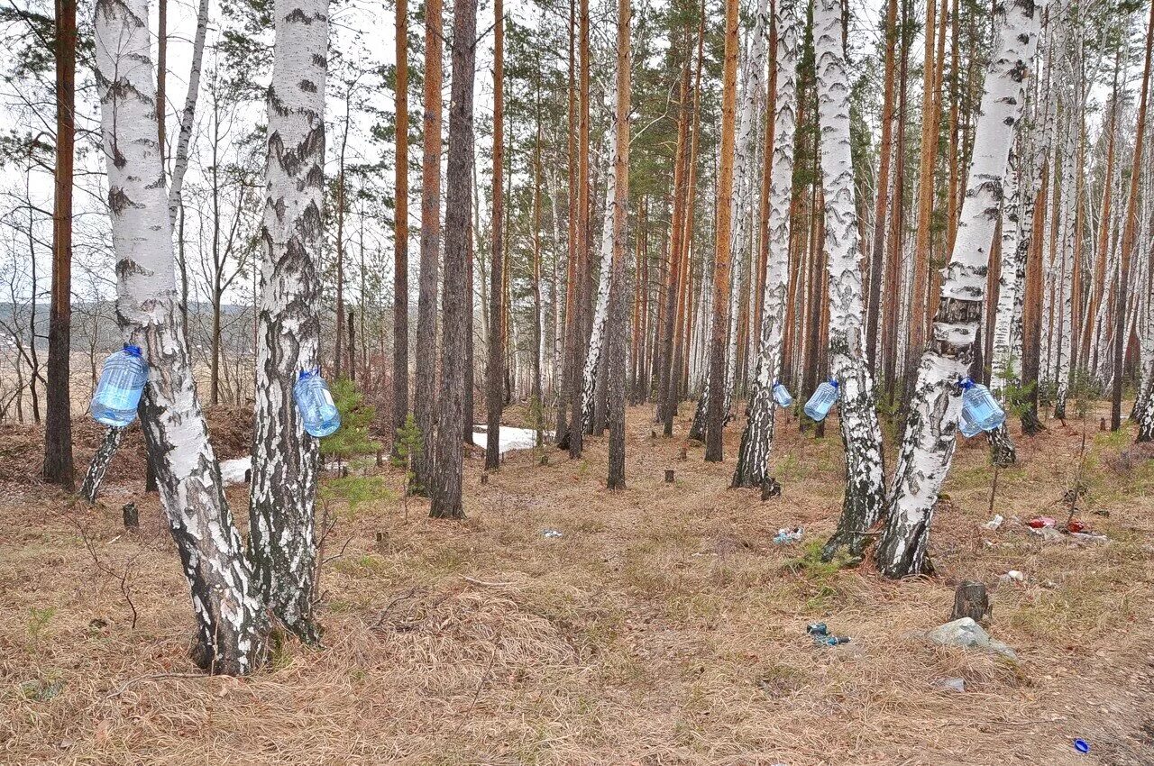 Купить минских березовых. Берёзовый сок. Сок березы. Сбор березового сока. Сбор сока березы.