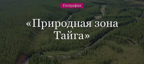 Текст про тайгу