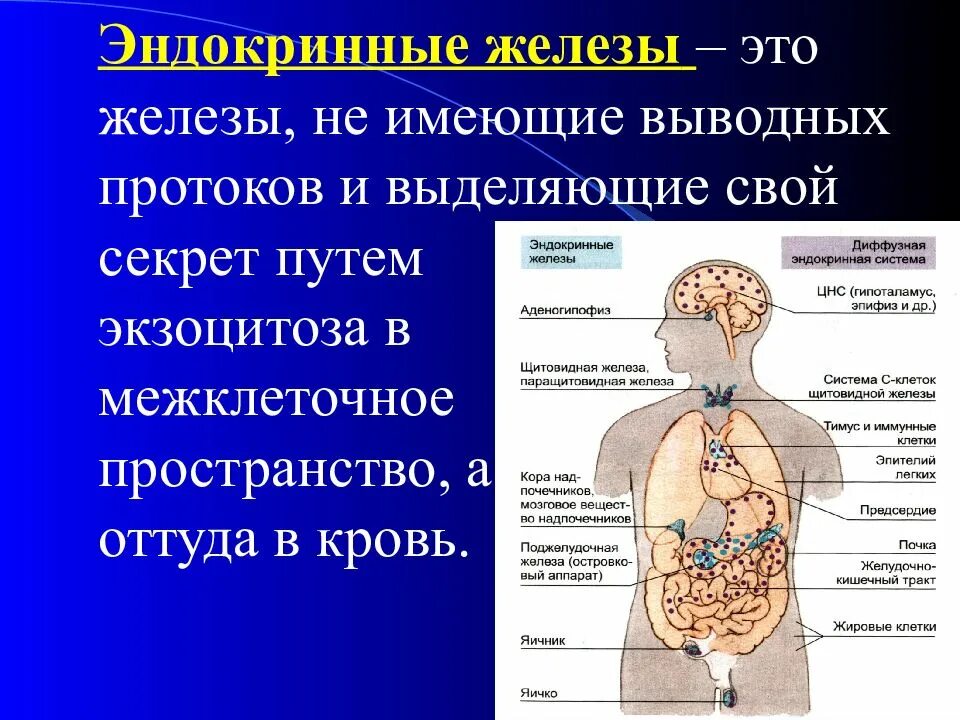 Жвс это. Железы эндокринной системы анатомия. Физиология желез внутренней секреции физиология. Анатомия эндокринных желез кратко. Функции эндокринная система железы внутренней секреции.