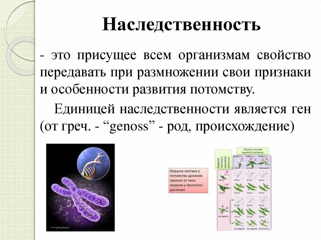 Свойство организма передавать свои признаки потомству. Наследственность живых организмов. Наследственность свойство живых организмов. Наследственность у растений. Наследственность презентация.