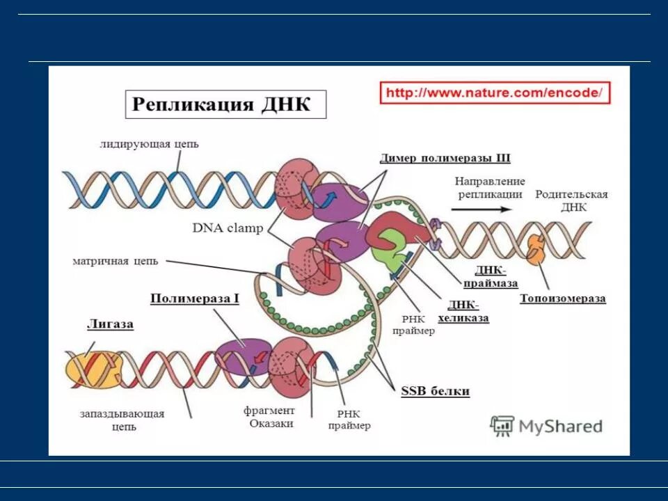 Фермент вилка. Репликация ДНК биохимия этапы. Репликация ДНК биология. Репликация ДНК ЕГЭ ферменты. ДНК полимераза репликация ДНК.