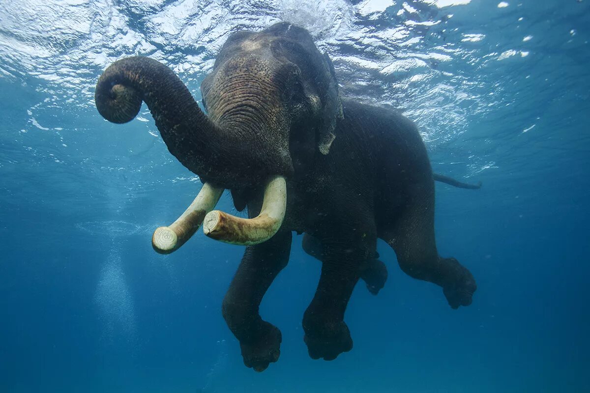 Где капитан слон. Водные животные. Слоны плавают. Животные индийского океана. Морской слон.