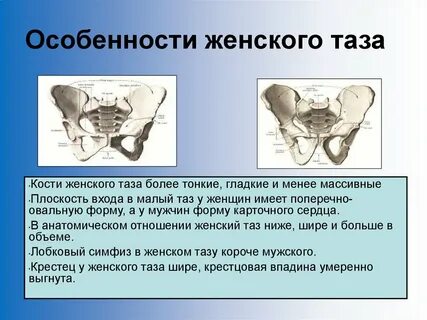 Кости малого таза у женщин