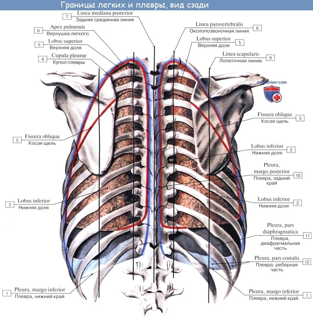 Границы легкого по ребрам. Кровоснабжение и иннервация плевры. Иннервация и кровоснабжение плевры и легких. Медиастинальная плевра анатомия. Париетальная (реберная) плевра.