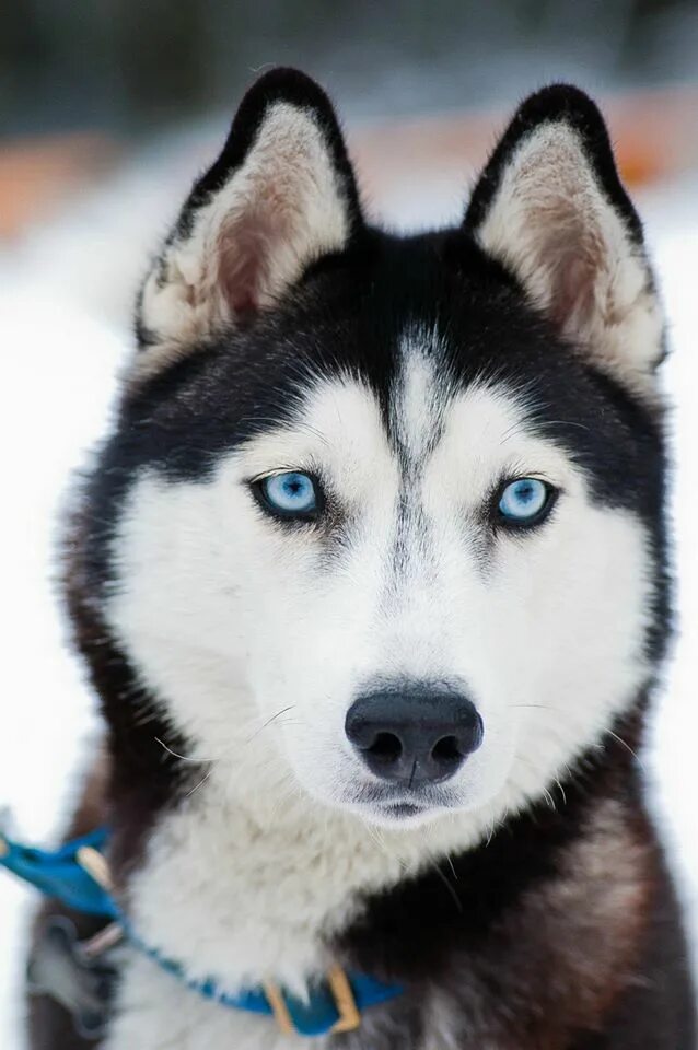 хаски щенки голубоглазые. хаски девочка с голубыми глазами. сибирская хаски чёрнобелая. сибирский хаски черно белый. хаски арлекин.