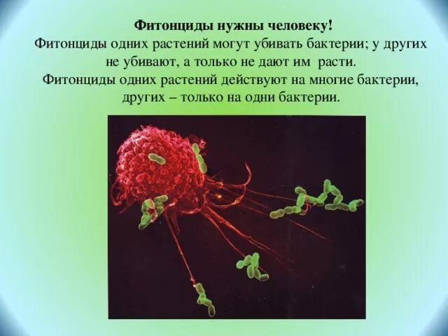 Фитонциды убивающие болезнетворные бактерии. Фитонциды растений. Фитонциды в овощах. Влияние фитонцидов на микроорганизмы.