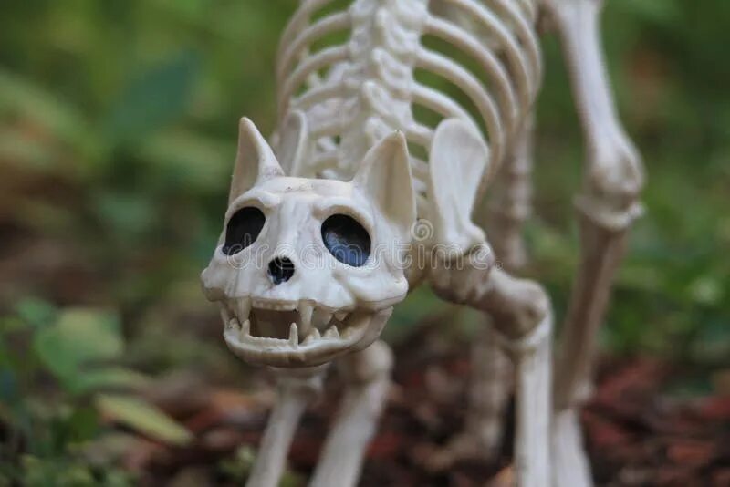 Cat Skeleton Anatomy - Anatomy of a Cat Skeleton - Perspective V Stock Photo - I