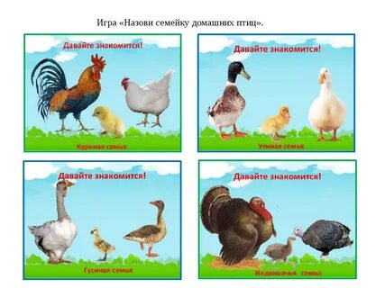 Домашние птицы для детского сада