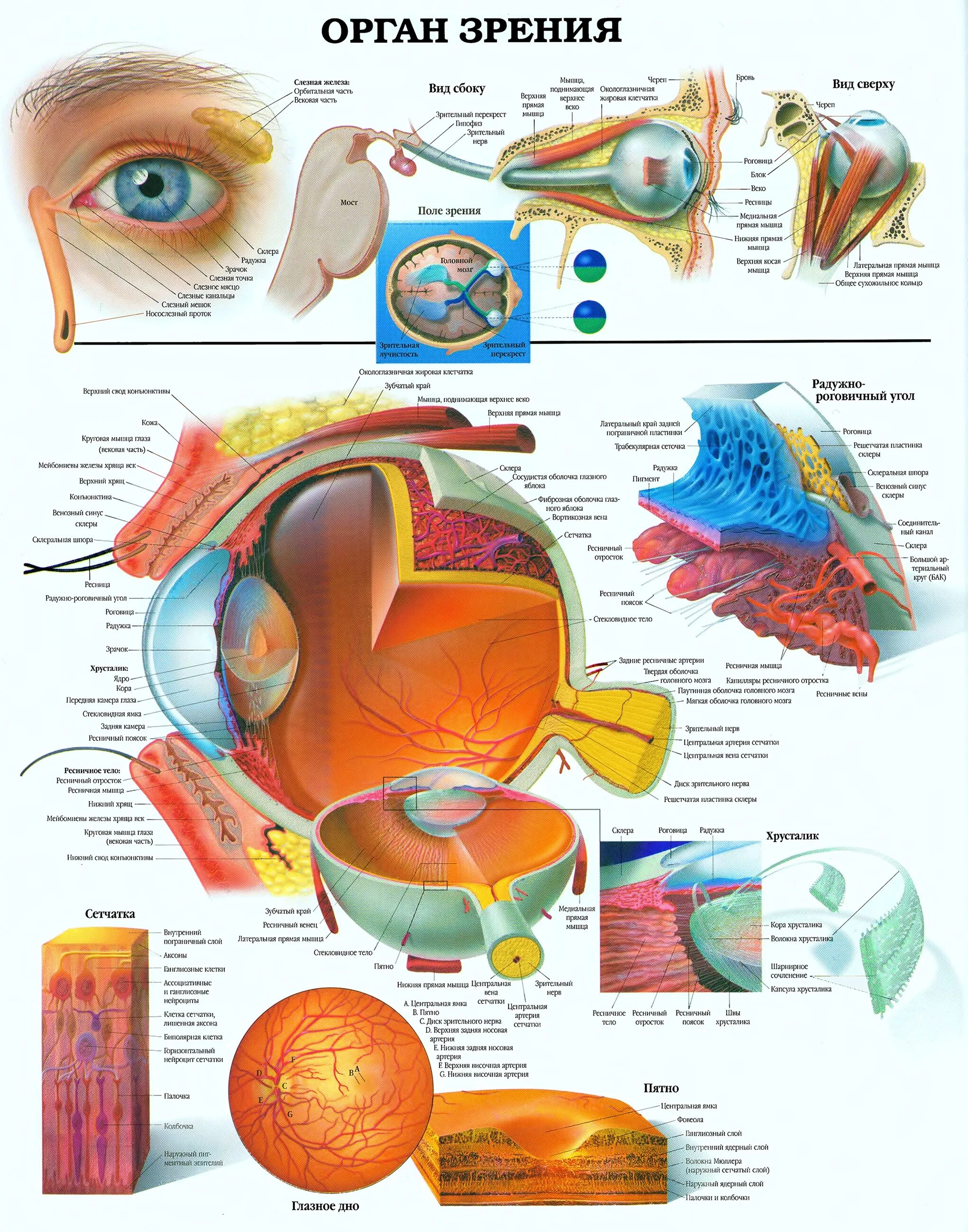 Органы человека глаза. Анатомия органа зрения офтальмология. Анатомические структуры органа зрения. Анатомический атлас глазное яблоко. Анатомическое строение глаза человека.