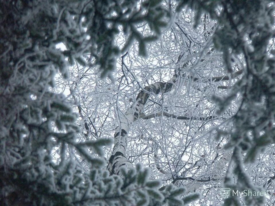 Снежное кружево на деревьях 6 букв. Снежные кружева. Кружево зима. Снежное кружево зимы. Серебряный снег