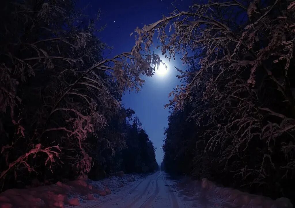 4 вечера темно. Зима ночь. Зимняя дорога в лесу ночью. Ночной лес. «Ночь в лесу».