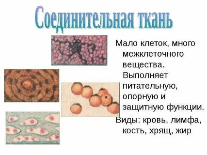 Что такое межклеточное вещество кратко