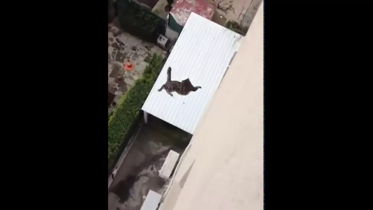 Кошка упала с 5 этажа