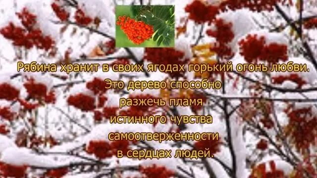 Зимняя рябина фото высокого разрешения. Рябина на снегу текст. Рябина красная в снегу. Гроздь рябины зимой. Ягоды рябины зимой.