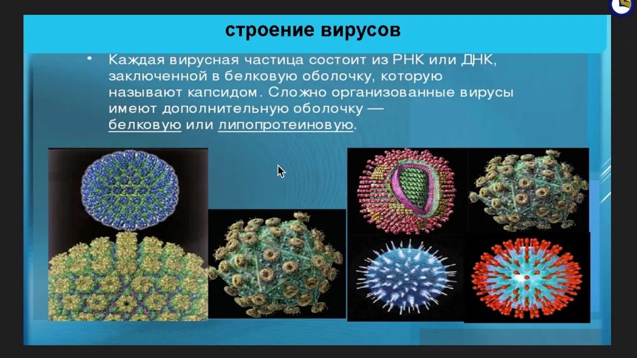 Вирусов в природе и жизни человека. Царство вирусов 5 класс биология. Царства живой природы вирусы. Вирусы и их многообразие. Представители вирусов.