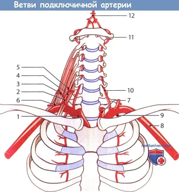 Анатомия сосудов подключичная артерия. Левая подключичная артерия анатомия. Левая подключичная артерия анатомия топография. Ветви первого отдела подключичной артерии анатомия.