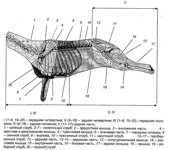 Какая часть лося. Схема разруба конины. Разделка туши конины схема.