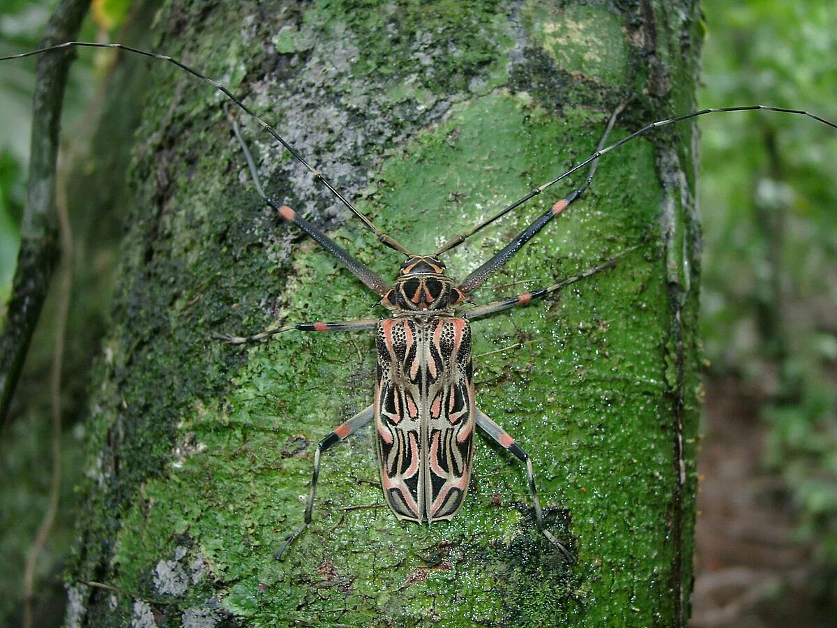 Галерея Макроклуба - ПЕРУАНСКИЕ ХРОНИКИ. Часть 2. Rio Mariposas
