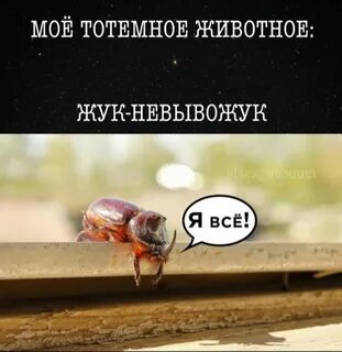 Да это я жук