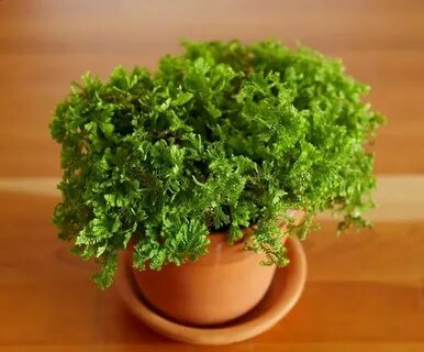 Plants will