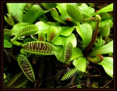 Re plant