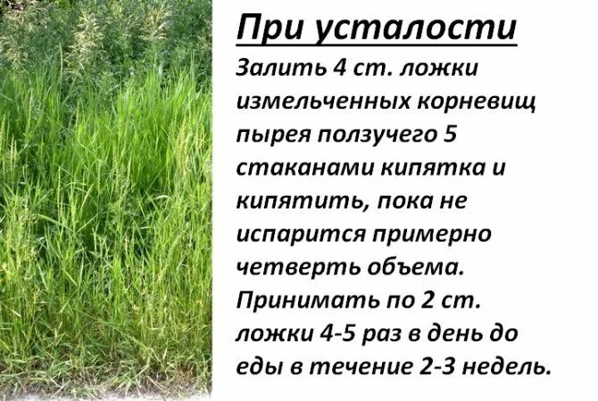 Пырей трава лекарственное растение. Пырей ползучий биологическая группа. Пырей ползучий противопоказания. Ползучий пырей в народной медицине. Пырей ползучий жилкование.