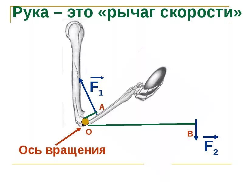 Рычаги в природе примеры физика. Примеры рычагов физика 7 класс. Рычаги в природе физика 7 класс. Рычаги в быту.