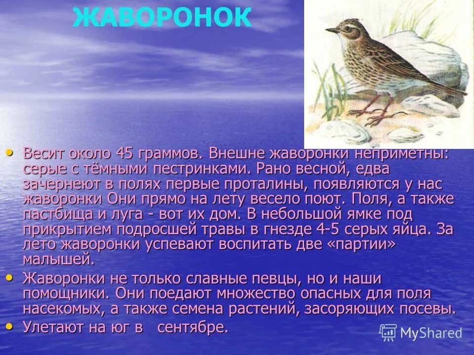 Информация о жаворонке. Доклад о жаворонке. Жаворонок описание птицы. Жаворонок краткое описание.