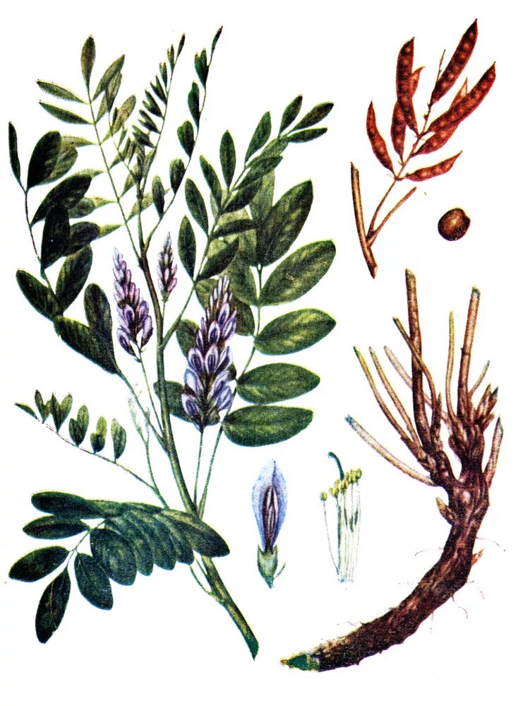 Солодка Glycyrrhiza glabra. Лакрица Солодка растение. Glycyrrhiza glabra гербарий. Лакричник Солодка Уральская. Солодка описание