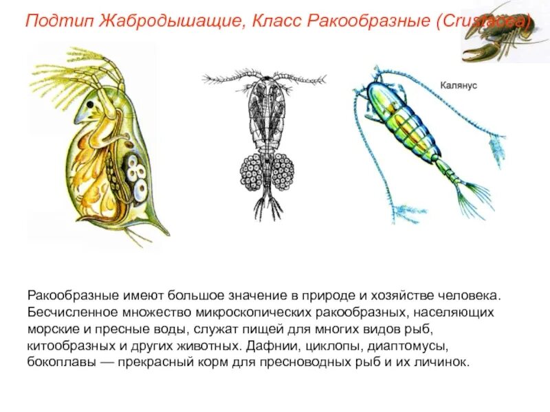 Подтип Жабродышащие класс ракообразные. Ракообразные класс Подтип. Тип Членистоногие Подтип Жабродышащие. Представители подтипа Жабродышащие.