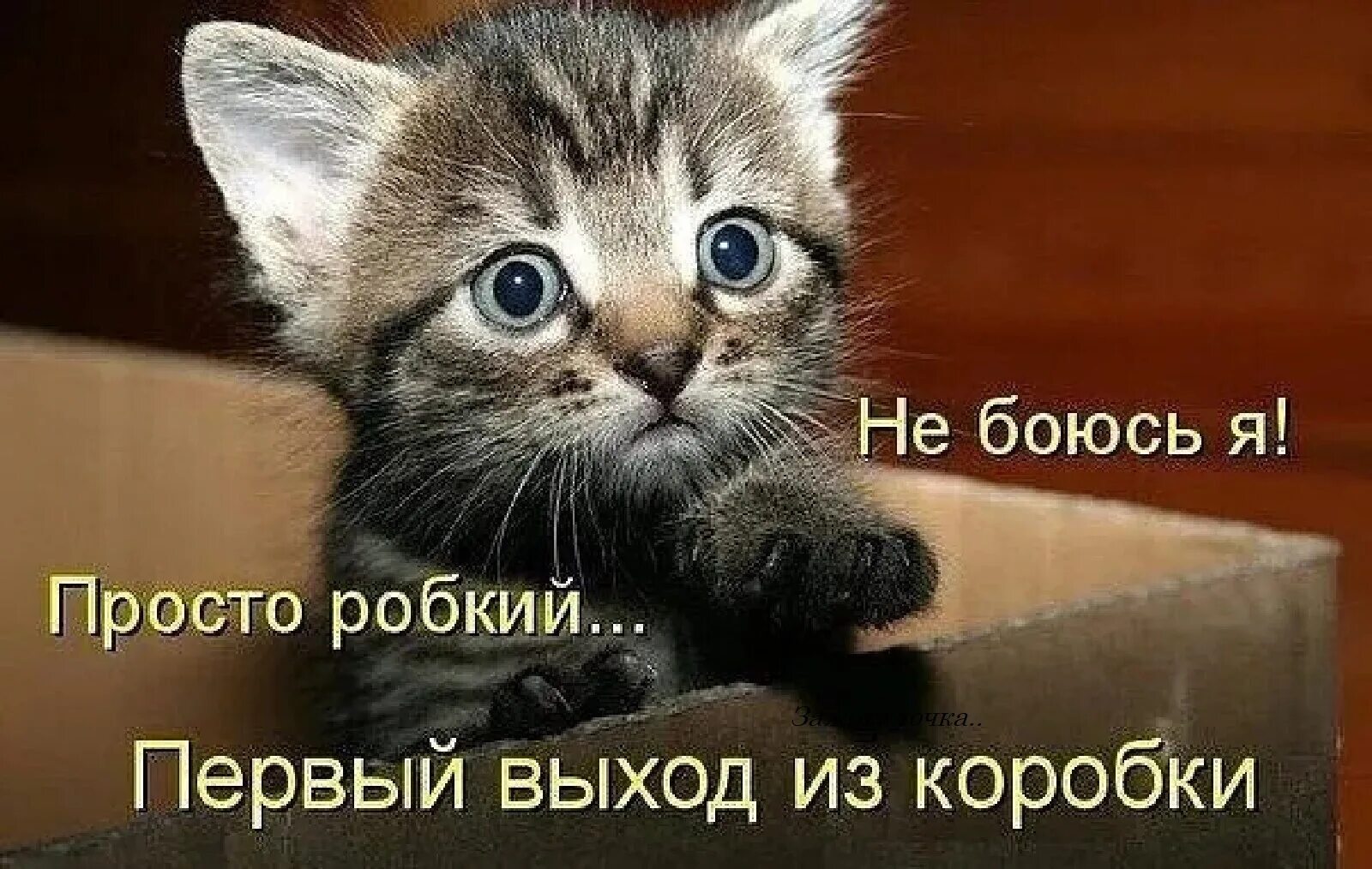 грустный котик. смешные коты с надписями. туть мем кот. грустный кот подпись. котики с надписями.