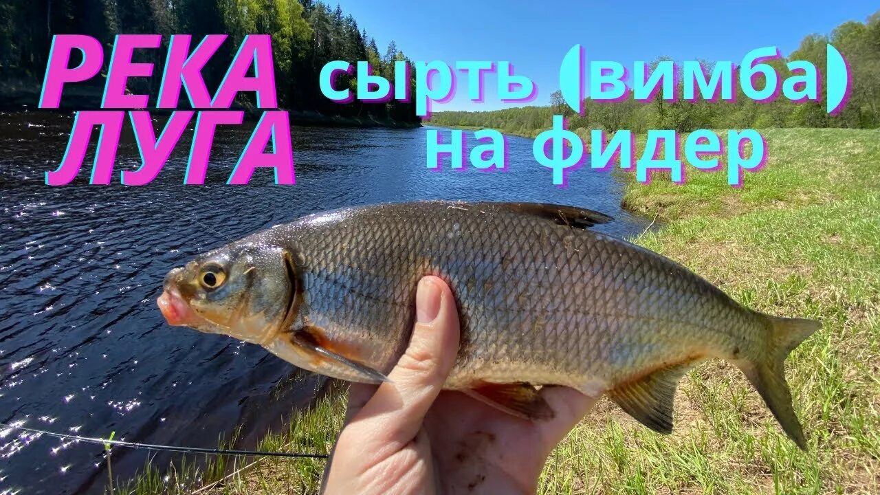 Кингисеппский р-он. р.Россонь. Рыбалка на фидер.Май 2018г. YouTube
