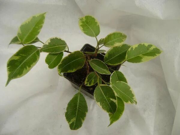 Фикус бенджамина лючида. Фикус бенджамина пестрый. Тикус бенджамина бафт. Фикус бенджамина с белой каймой. Фикус бенджамина бафт.