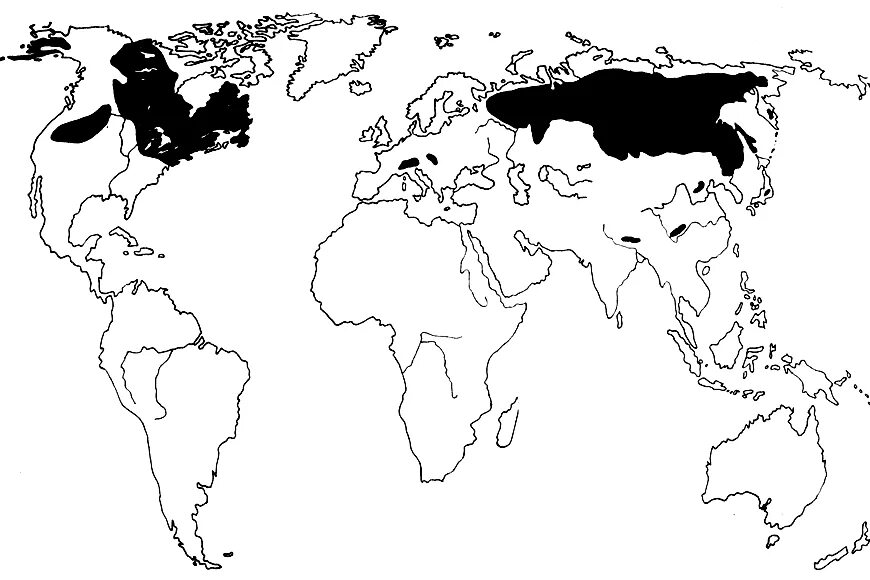 ареал распространения сосны кедровой сибирской. ареал обитания вальдшнепа в россии. ареал обитания лиственницы даурской. лиственница европейская ареал обитания. ареал сосны кедровой сибирской.